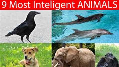 9 Most Intelligent Animals In The World Youtube