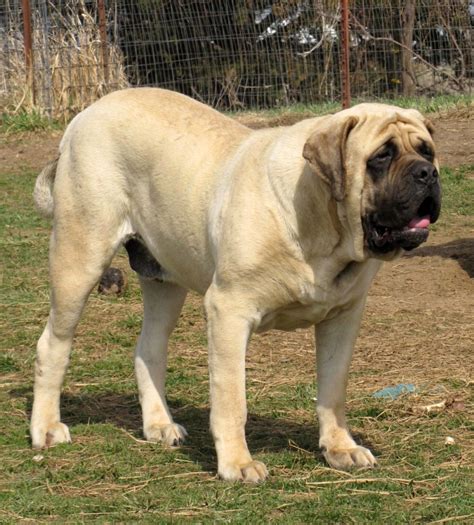 79 English Mastiff Biggest Dog Breed L2sanpiero