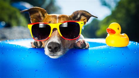 Wallpaper Dog Puppy Duck Glasses Drops Summer Resort Funny