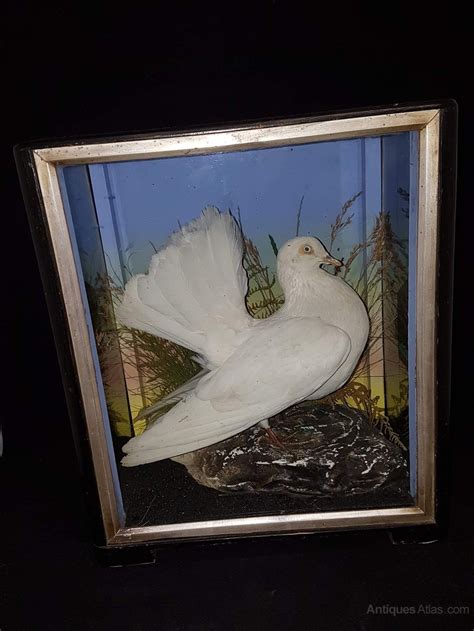 Antiques Atlas Antique Taxidermy Fantail White Dove C