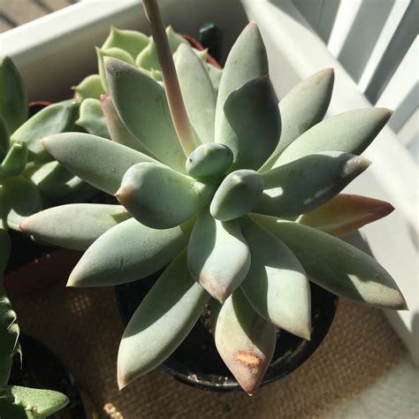 We did not find results for: Pachyphytum Moon Silver, Pachyphytum 'Moon Silver' in ...