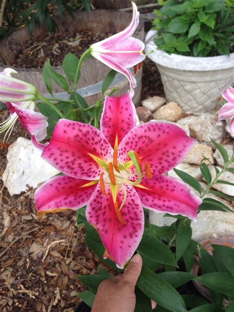 Stargazer Lily A Hybrid Oriental Lil ~ Late June 2014 Its