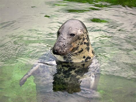 Kostenlose Foto Wasser Natur Tier Tierwelt Zoo Säugetier