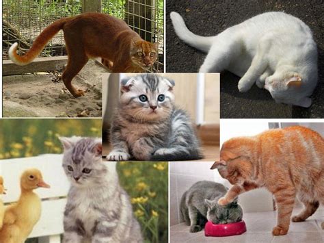 Pengertian dan 12 contoh kalimat deskripsi tentang benda dalam bahasa indonesia. Deskripsi kucing menurut kaidah ilmu pengetahuan | Kucing gue