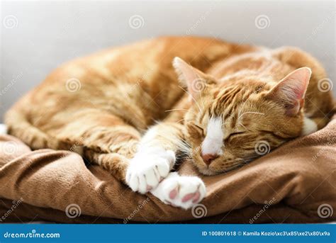 A Young Cat Sleeping On A Couch At Home Sweet And Beautiful Stock