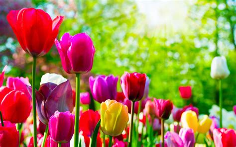 Download Wallpapers Colorful Tulips 4k Bokeh Spring Park Colorful