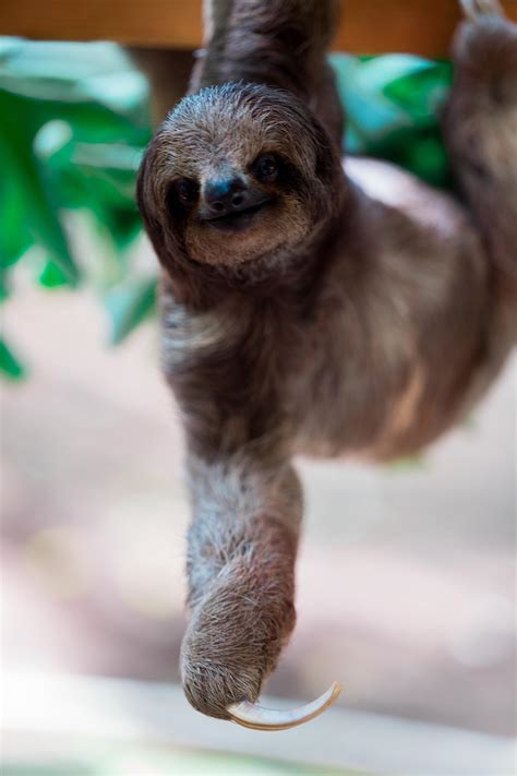2020 Fall Sloth Animal Encounter Tickets In New Era Mi United States