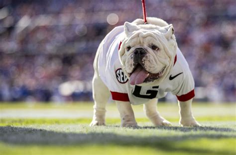 Georgia Football Has The Best Live Mascot And Its Not A Close Race