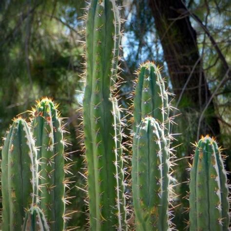 Consejos Para Ubicar Tu Cactus San Pedro En El Hogar