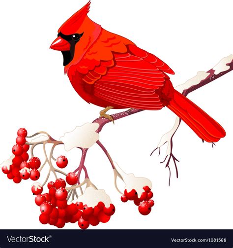 Cardinal Bird Images Free Bilscreen