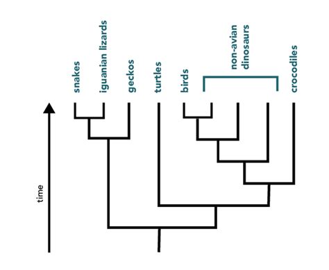 Using The Tree For Classification Understanding Evolution