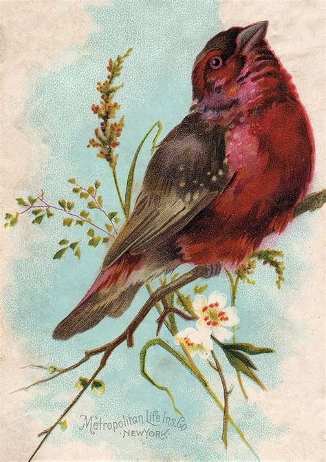 Free Vintage Clip Art Cute Chunky Bird The Graphics Fairy