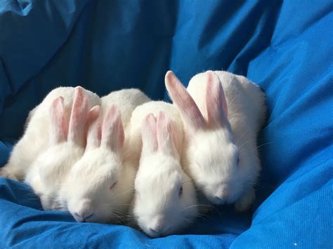 Three White Rabbits Are Sitting In A Blue Blanket