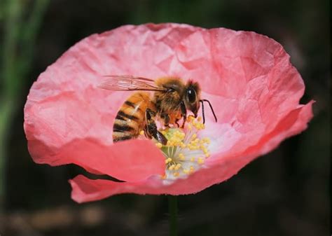 How do bees collect pollen? How Do Bees Transfer Pollen Between Flowers? | School Of Bees
