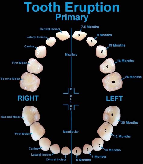 Primary Tooth Eruption Sequence