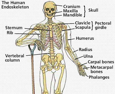 The spine, or backbone, is made up of a column of 33 bones and tissue going from the skull to the pelvis. Human Body Systems and their Organs