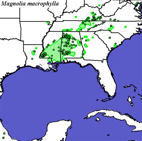 Magnolia macrophylla is a perennial woody deciduous member of the magnolia genus in the family magnoliaceae. Home Range Shifts for Magnolia_macrophylla Predicted Under ...