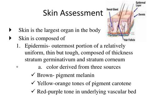 Ppt Skin Assessment Powerpoint Presentation Free Download Id 2180200
