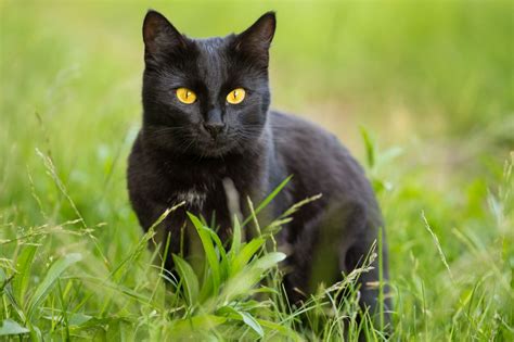 Ten Interesting Facts About Black Cats Pets4homes
