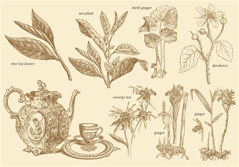 Old Style Tea Plants 111974 Vector Art At Vecteezy
