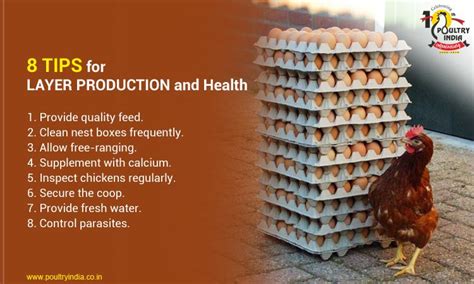 8 Tips For Your Layer Chickens Healthy And Egg Production Visit Us