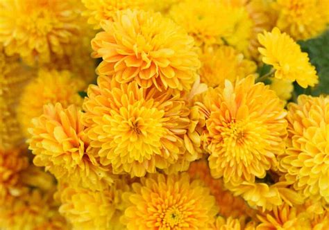 30 Types Of Yellow Flowers 2023 List A To Z Photos And Info Home