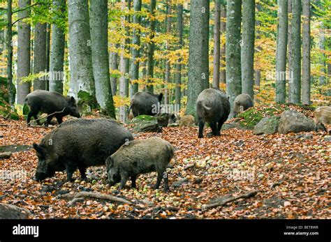 Wild Boars Sus Scrofa With Juveniles Foraging For Food In Leaf Litter