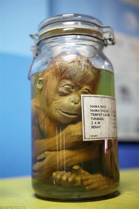 Come in, learn the word translation atasan and add them to your flashcards. Baby orangutan preserved in a jar like a pickle in ...