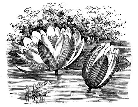 Flower photography for nursery walls, girls room, feminine home by tracey capone. Vintage Clip Art - Water Lily - Lotus Flowers - The ...