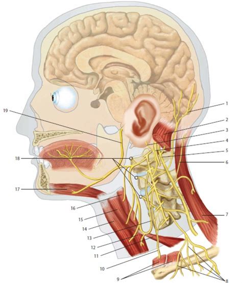 The Figure Illustrates The Cervical Plexus And The Course Of The Skin