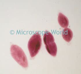 Microscope World Blog Paramecium Fission 4800 Hot Sex Picture