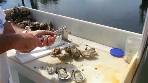 Oyster Kracker Oyster Shucker And Clam Opener Youtube