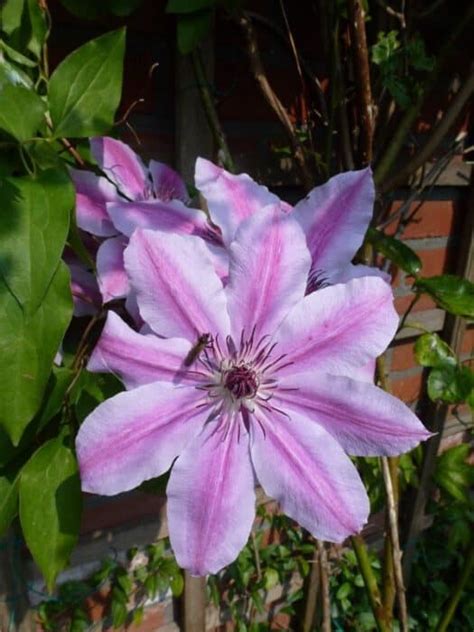 This protects the stem bases from mechanical damage, and helps prevent clematis wilt, whose fungus enters where there's damage. Clematis Nelly Moser - Clematis