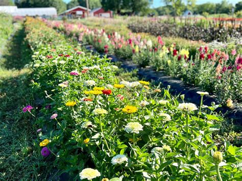 17 Colorful Michigan Flower Farms That Want You To Come Flower Picking
