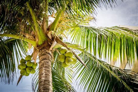 Coconut Tree Thailand Wikia Thailand Travel Guide And Things To Do In
