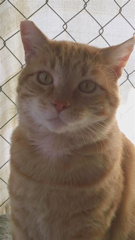 It was large enough for a cat to get through. Adopt Mason on | Feral cats, Short hair and San diego