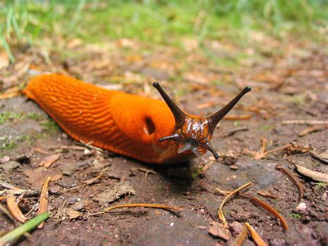 Slugs are small, slimy pests that can cause a lot of damage to both edible and ornamental plants. How to get rid of slugs: 10 solutions - The English Garden
