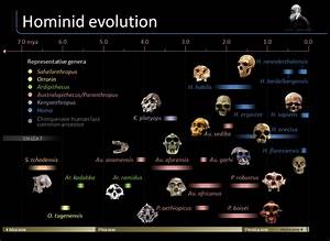 Timeline Of Hominid Evolution Visual Ly Hominid Human Evolution