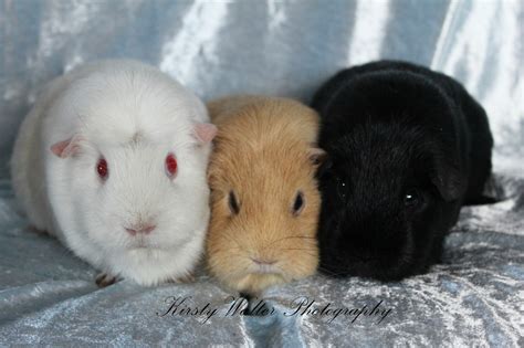 About Tabella Cavies Tabella Cavies