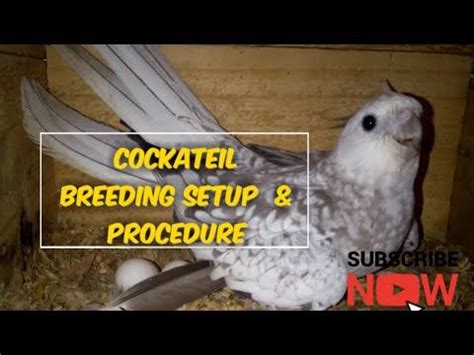 Cockatiel Breeding Setup And Procedure Youtube Bird Care