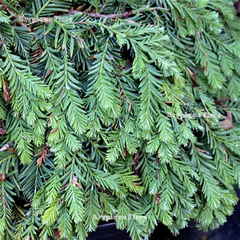 Sequoia sempervirens is a perennial woody evergreen member of the sequoia genus in the family taxodiaceae. Atypique Flore - Conifères et plantes insolites