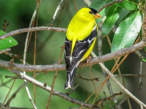8 Yellow And Black Birds You Should Look For Birds And Blooms