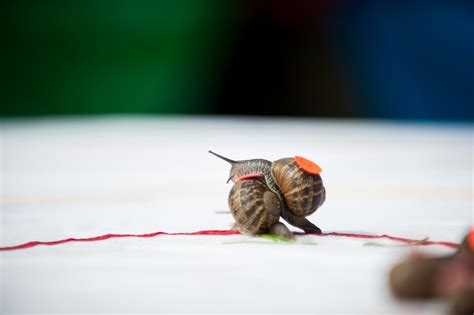 Annual Snail Racing World Championships Return To England