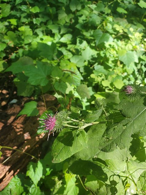 Edible Plant Guide To Tacony Creek Park Greater Burdock Ttf Watershed