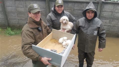 Concepción Carabineros Rescatan A Perrita Y Sus Cachorros Desde Casa