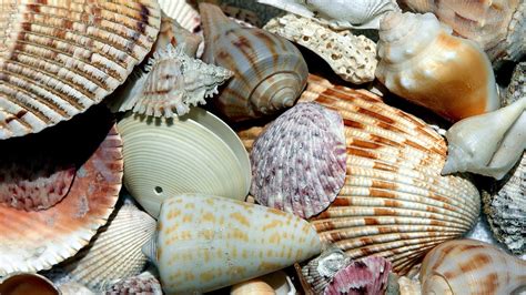Ocean Sand Shells