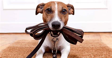 Dog Psychology Facts Every Dog Owner Should Know Top5