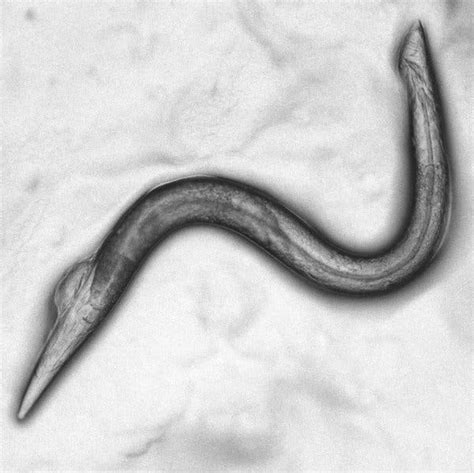 Gene May Prompt Male To Male Attraction In Worms The New York Times