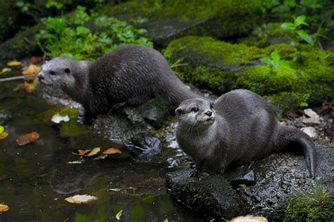 Baby names starting with o here are your search results for baby names starting with o. 10 Extremes Animals Whose Names Begin with The Letter O