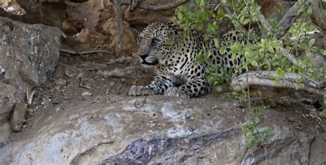 Fewer than 200 wild individuals were estimated to be alive in 2006. The Arabian Leopard's future under focus